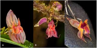 Image result for Cheirostylis lepida