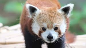 Currently, red pandas live in the eastern himalayas. Not 1 Not 2 But 3 New Cubs John Ball Zoo Announces Birth Of Red Panda Triplets Wzzm13 Com
