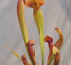 Image result for Grona barbata