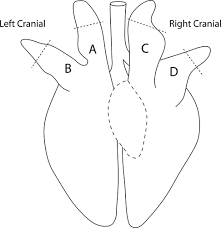 It is a respiratory disease that results from an influenza a virus. Comparison Of Influenza A Virus Infection In High And Low Birth Weight Pigs Using Morphometric Analysis Detmer 2013 Influenza And Other Respiratory Viruses Wiley Online Library