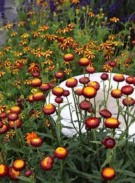 Helichrysum Bracteatum Monster Fireball Red Giant Red Strawflower Buy Online At Annie S Annuals Cottage Garden Plants Strawflower Garden Blossom Garden