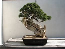 Ver más ideas sobre puerto rico, islas, isla bonita. History Of Bonsai Wikipedia
