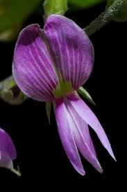 Image result for Galactia striata