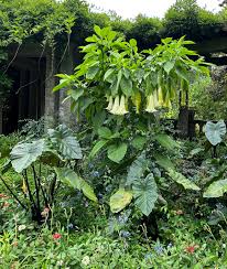 Image result for Brugmansia aurea