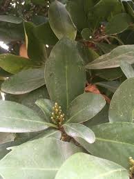 Image result for Corynocarpus