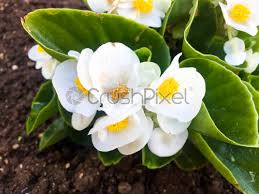 The plant thrives between spring and summer but produces flowers all year round. Small White Flowers Stock Photo Crushpixel
