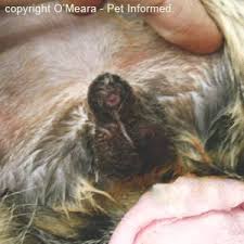 Feline Neutering All About Male Cat Desexing