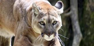 Los pumas pueden vivir hasta 20 años en cautiverio. Declaran Extinto Al Puma Del Este De Norteamerica