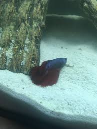 Betta fish are colorful, fierce, fragile and one of the most famous pet fishes in the world. Betta Laying On Bottom Of Tank My Aquarium Club