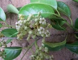 Image result for Multidentia concrescens