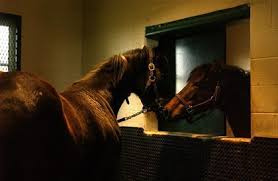 Check spelling or type a new query. Managing A Shy Breeding Stallion The Horse