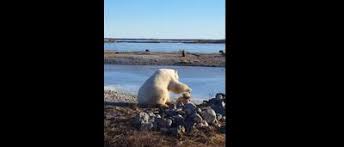 Ces bouleversements ont entraîné de tels manques de nourriture que les ours n'hésitent plus à venir fouiller les poubelles et les décharges des villes et villages du grand. L Histoire Beaucoup Moins Drole Qui Se Cache Derriere Le Buzz De L Ours Polaire Qui Caresse Le Chien Video Sudinfo Be