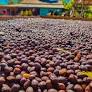Terras indígenas impulsionadas em polos de bioeconomia na Amazônia com ações do governo de RO