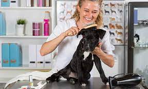 Instead, you want to spread the oils around your dog's skin and get the hairs lying flat, which will make your dog's coat look smooth and shiny. 5 Best Brushes For Dogs With Short Hair 2021 Reviews Bristled Brushes Ftw