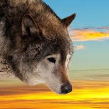 So streift der wolf allein durch die nacht. Siehe Poster In Der Kategorie Wolfe Einsamer Wolf Auf Hellem Hintergrund Hochste Qualitat Myredro De