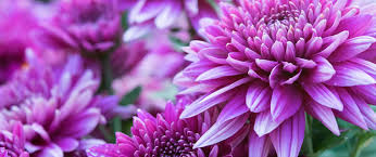Maybe you would like to learn more about one of these? November Birth Flower What S Your Birth Flower