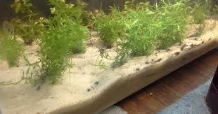 Bagi yang memiliki tempat sempit tapi ingin ada hiasan berupa. Pasir Untuk Akuarium Kebaikan Dan Keburukan Jenis Tanah