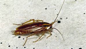 The team at family pest control has many years of experience working with bugs, rodents and other forms of pest, and in this latest article they're highlighting several fun facts about pests and pest control. Building Wide Pest Management Program Stops Cockroaches From Moving Nextdoor