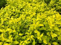 Image result for Duranta erecta