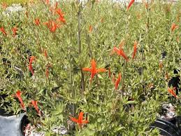 Image result for Anisacanthus