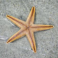 Marine scientists have undertaken the difficult task of replacing the beloved starfish's common name with sea star because, well, the starfish is not a fish. Thousands Of Starfish Show Up On Sc Beaches Hammock Coast