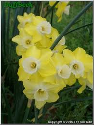 Narcissus Regeneration Fragrant Narcissus Daffodils Flowers