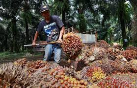 Video percakapan keduanya diunggah oleh juru bicara presiden jokowi, fadjroel rachman. Jokowi Asks Muhyiddin To Join Fight Against Eu S Discriminatory Palm Oil Policies