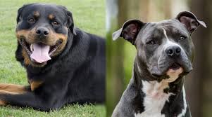 rottweiler vs pitbull breed comparison differences