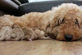 Hybrid breeds are actually not new in the canine world, although having an official name for them is quite new. Can You Breed Two Mini Goldendoodles Goldendoodle Advice