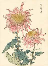 Keika Hasegawa Chrysanthemum Wood Block Prints 1893 Grabados Botanicos Dibujos Arte Japones