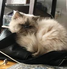 Cats for adoption in uae , check the website now to see more ads. Blue Point Himalayan Kittens For Sale In Kitten Available For Adoption And Sale Near Me Facebook