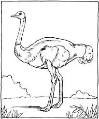 Autruche Ostrich Zoo Coloring Pages Zoo Animal Coloring Pages Animal Coloring Pages