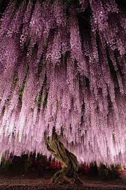 The Kimono Gallery Wisteria Tree At Ashikaga Flower Park Japan Wisteria Tree Beautiful Flowers Beautiful Tree