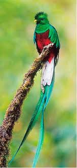 Birds That Start With Q So Pretty Weird Birds Beautiful Birds Birds