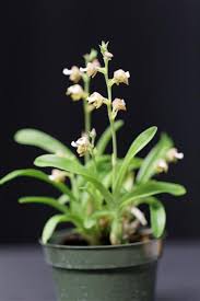 Image result for Polystachya adansoniae