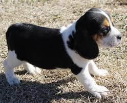 Keagan is about a year and a half old in this picture. Beagle Puppies For Sale Gracious Beagle Puppies