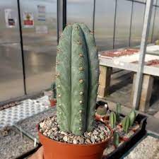 Also i use everclear in my torch. Trichocereus Pachanoi Uhlig Kakteen More Than 5 000 Different Species