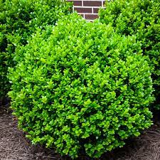 Home › plant library › shrubs › wintergreen littleleaf boxwood. Winter Gem Boxwoods For Sale Online The Tree Center