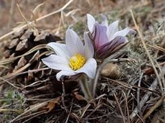 Maybe you would like to learn more about one of these? Wildflowers Jewel Cave National Monument U S National Park Service