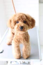 今回初めてご来店とトリミングも初挑戦 のトイプードルの子犬ちゃん マサルくん 超劇的なビフォーアフターを比べてみましょう トイプードルのカットスタイル トイプードルのティアちゃん いつも元気いっぱいティアさん もさもさのお顔がまーるくかわいくなり