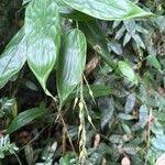 Image result for Olyra latifolia