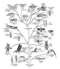 Insects And Their Relatives In 2021 Insect Orders Insects Insect Identification