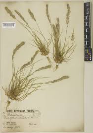 Image result for Triraphis purpurea