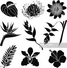 Comment Dessiner Fleur Tropicale Recherche Google Fleurs Tropicales Comment Dessiner Dessin