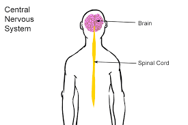 The nervous system has two distinct parts: The Central Nervous System Is A Complex Of Nerve Tissues