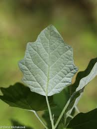 Image result for Populus ×  canescens