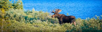 Arcgis javascript arcgis online map viewer arcgis earth arcmap arcgis pro. Maine Moose Hunting Guide Guided Maine Moose Hunts