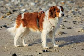 The goals and purposes of this breed standard include: 10 Dog Breeds That Begin With N North American Nature