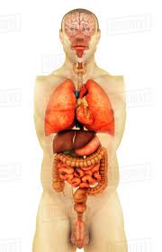 The spleen is the largest organ in the lymphatic system and is responsible for keeping bodily fluids balanced. Anatomy Of Human Body Showing Whole Organs Front View Stock Photo Dissolve
