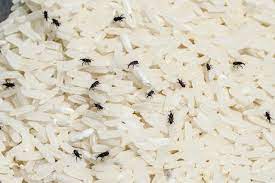 ••• jika beras sudah terjangkit kutu, kemungkinan larva kutu juga sudah berkembang di beras, segera cegah dengan cara menghilangkan kutu beras berikut ini. 8 Cara Hilangkan Kutu Beras Dengan Pantas Dan Berkesan